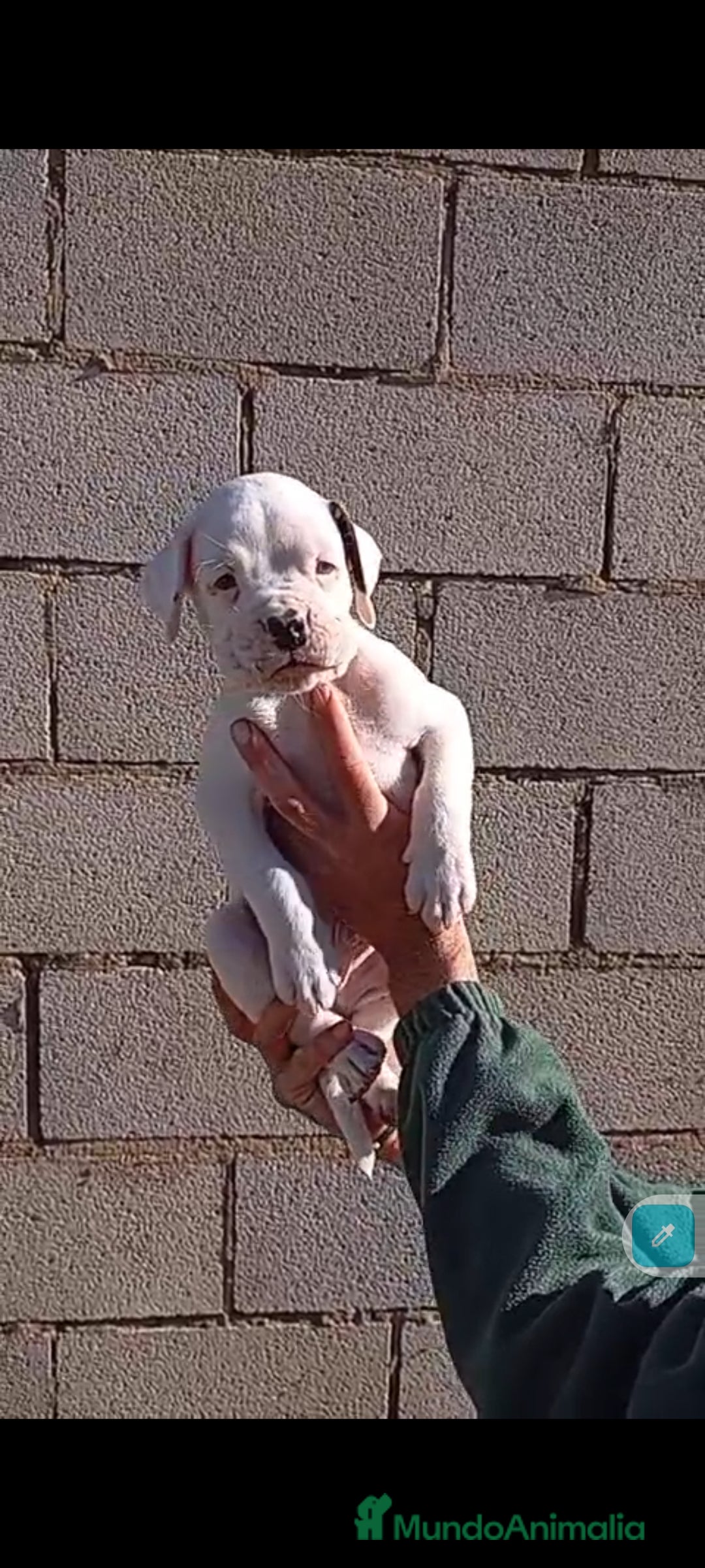 Boxer perros en venta: Última cachorrita de Boxer!! - Anuncio 1