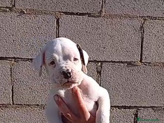 Boxer perros Última cachorrita de Boxer!! - Anuncio 1