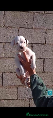 Boxer perros Última cachorrita de Boxer!! - Anuncio 1