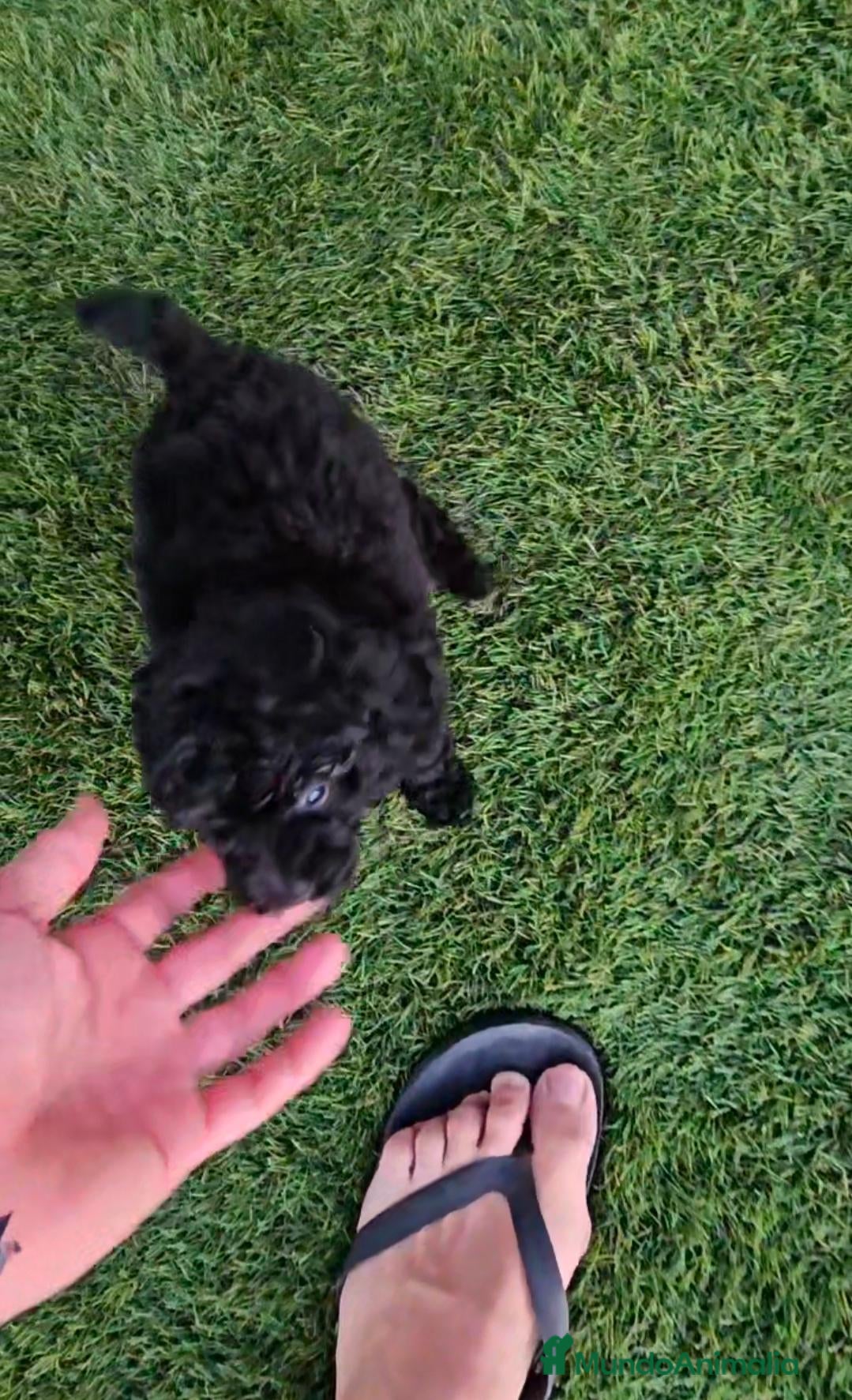 Caniche Toy perros CACHORROS DE CANICHE NEGROS - Anuncio 1