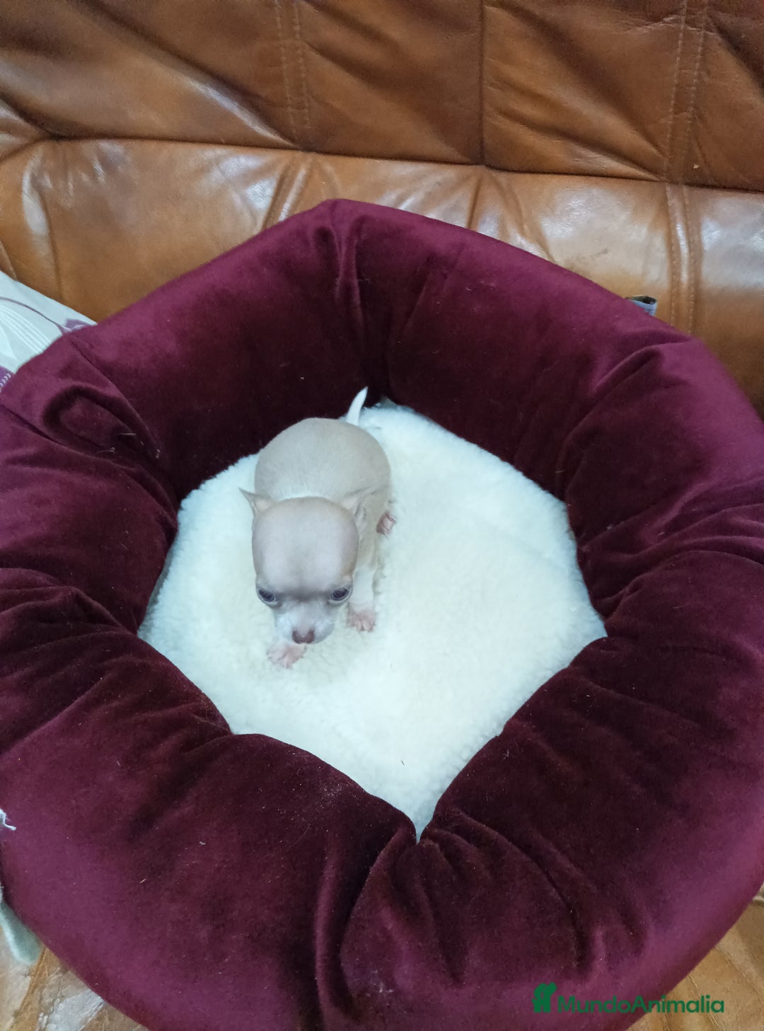 Chihuahua perros en venta: Chihuahua toy - Anuncio 4