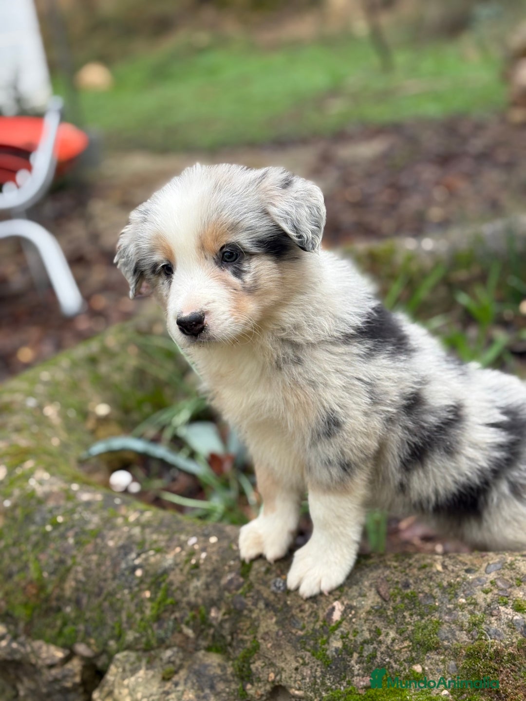 Border Collie perros en venta: 🐾 Border Collie exclusivos 🐾 - Anuncio 4
