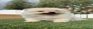 Pomerania 3