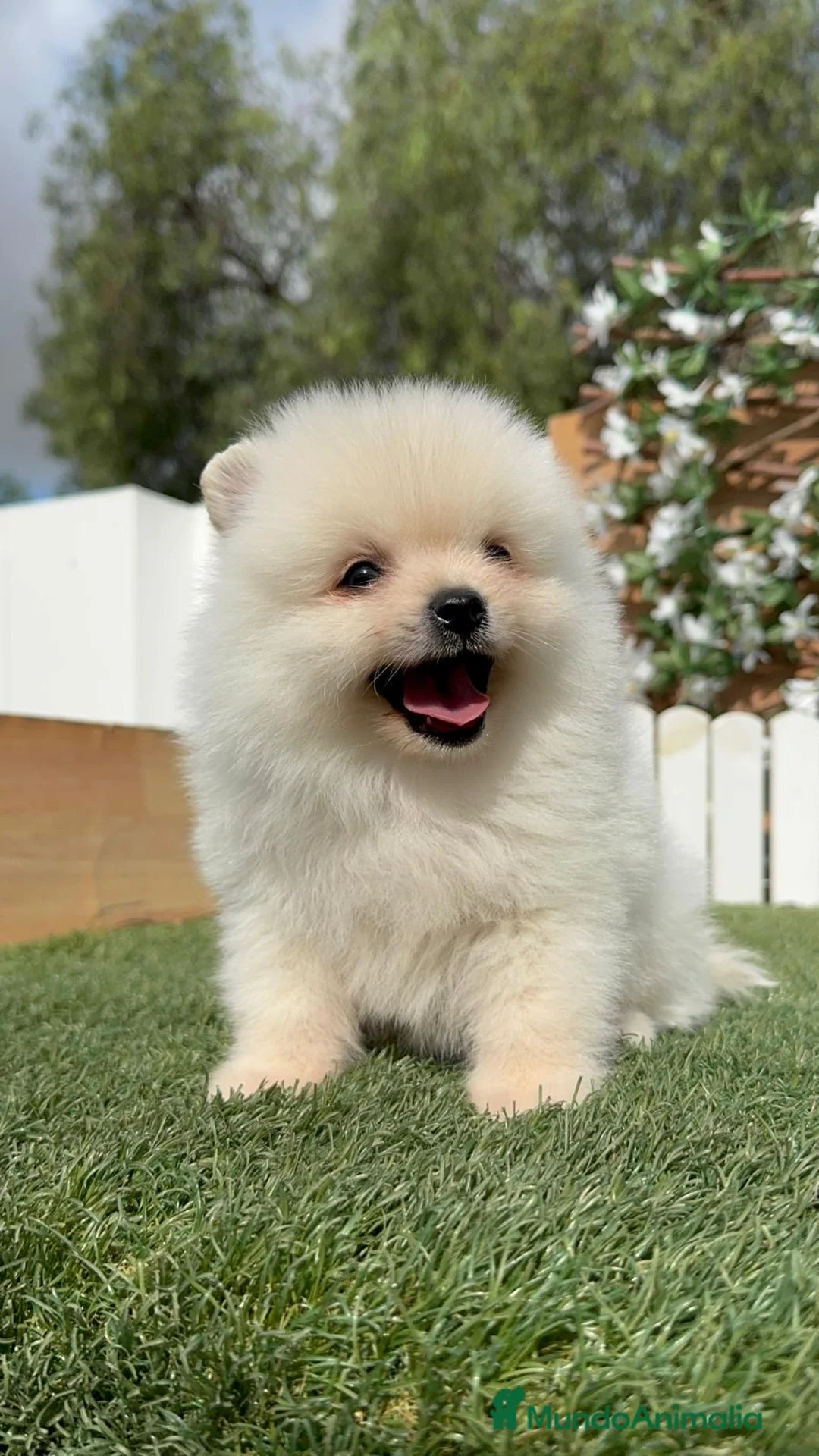 Pomerania perros en venta: CAMADA POMERANIAS BLANCOS  - Anuncio 32