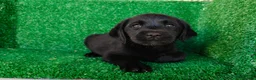 Labrador Retriever perros en venta: labrador retriever - Anuncio 13