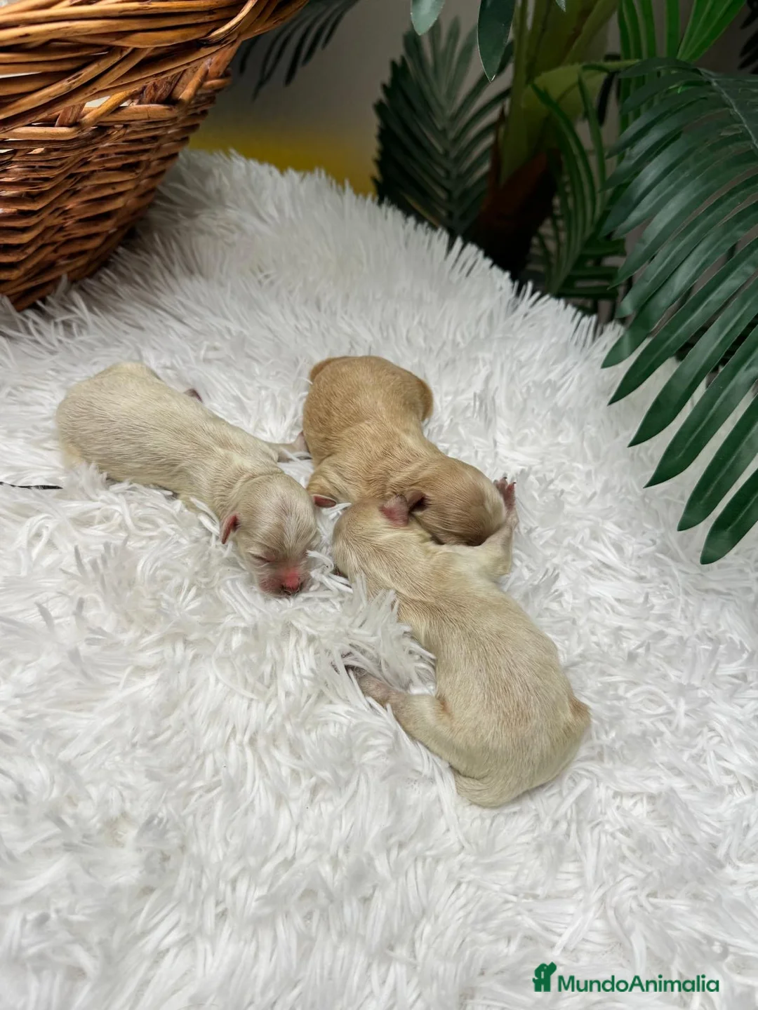 Maltipoo perros en venta: MALTIPOO - Anuncio 2