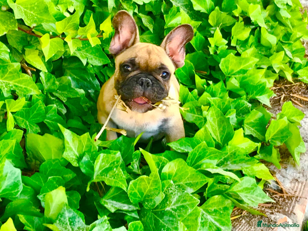 Bulldog Francés perros en venta: Bulldog francés fawn - Anuncio 2