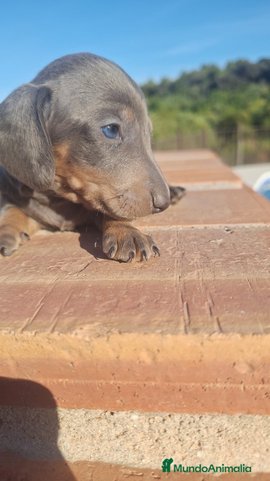 Teckel perros en venta: Teckel Hembra y Macho - Imagen 11