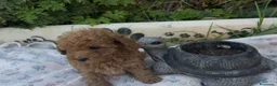 Caniche Toy perros en venta: Caniche toy - Anuncio 6