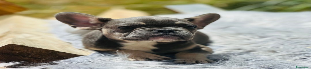 Bulldog Francés Cachorro 1