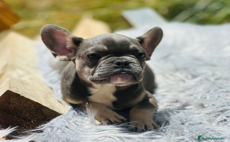 Bulldog Francés perros - Propaganda 3
