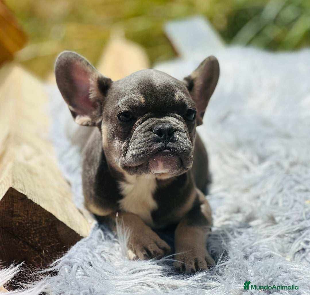 Bulldog Francés perros en venta: Bulldog francés blue and tan - Imagen 1