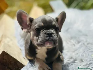 Bulldog Francés perros Bulldog francés blue and tan - Anuncio 7