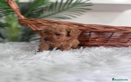 Caniche Toy perros en venta: CANICHE TOY MACHO - Imagen 3