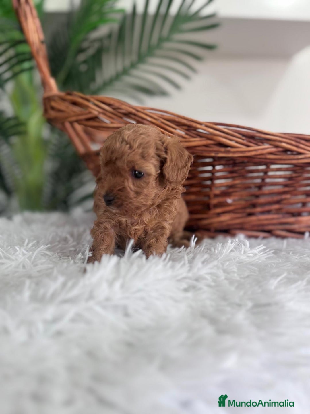 Caniche Toy perros en venta: CANICHE TOY MACHO - Imagen 3