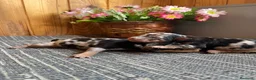 Pinscher Miniatura perros en venta: Pinscher Miniatura Cachorros  - Anuncio 3