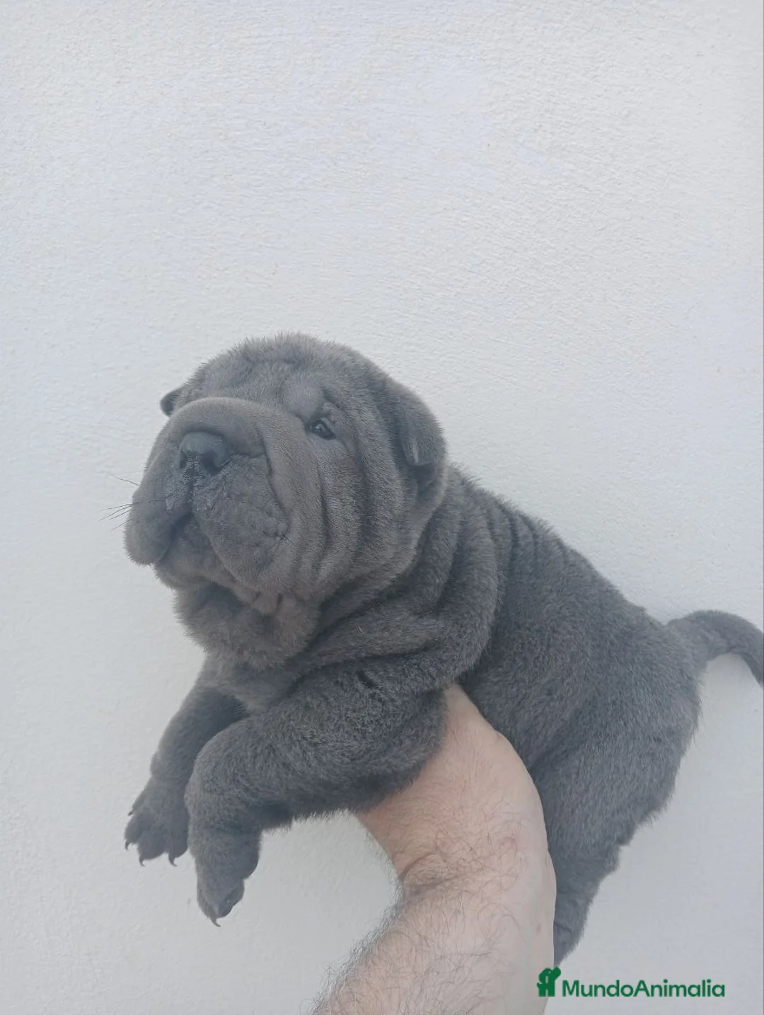 Shar Pei perros en venta: ‼️‼️Preciosa camada de shar pei - Anuncio 3