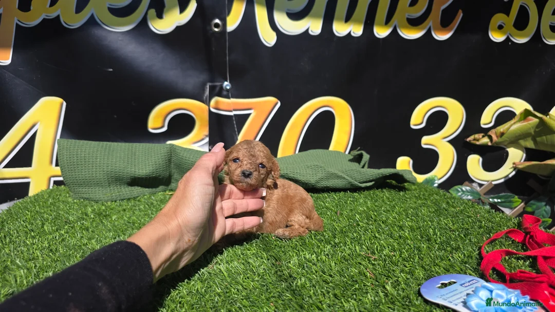 Caniche Enano perros en venta: Caniches enanos toy  - Anuncio 2