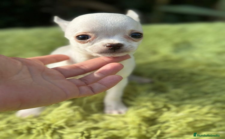 Chihuahua perros - Anuncio 3