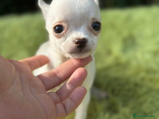 Chihuahua perros - Anuncio 7