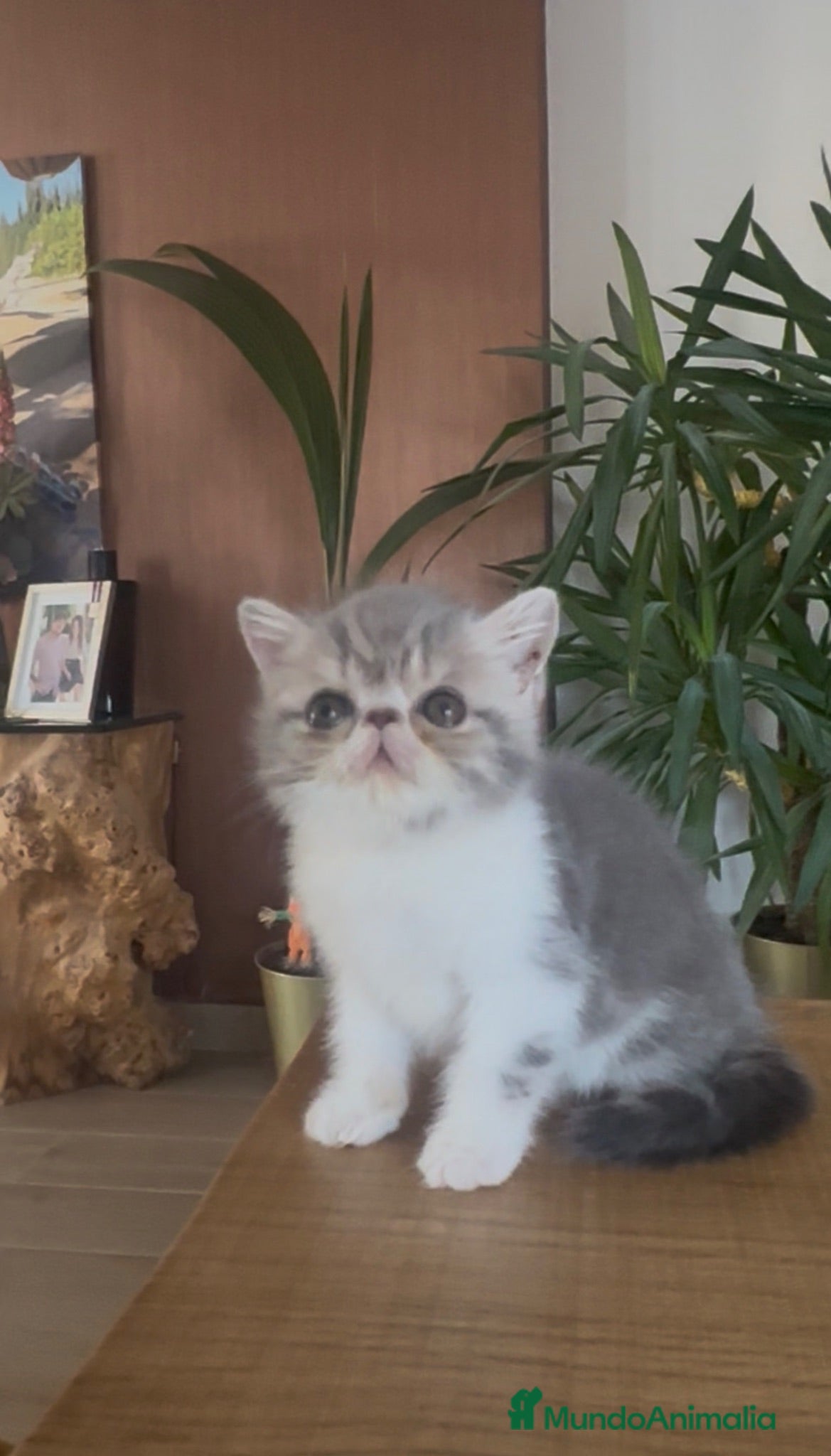 Exótico de Pelo Corto gatos Exótica bicolor Azul - Anuncio 1