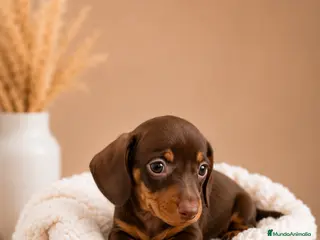 Teckel Miniatura perros FINANCIAMOS TECKEL MINI CHOCOLATE FUEGO - Anuncio 2