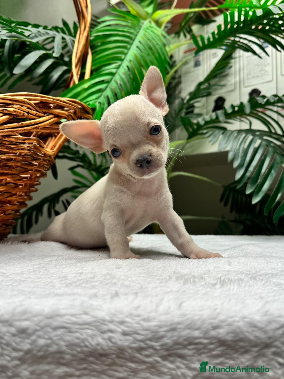 Chihuahua perros  CAMADA DE CHIHUAHUA – BLANCOS Y CANELA  - Anuncio 1