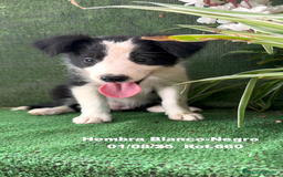 Border Collie perros en venta: Border Collie hembra - Imagen 7