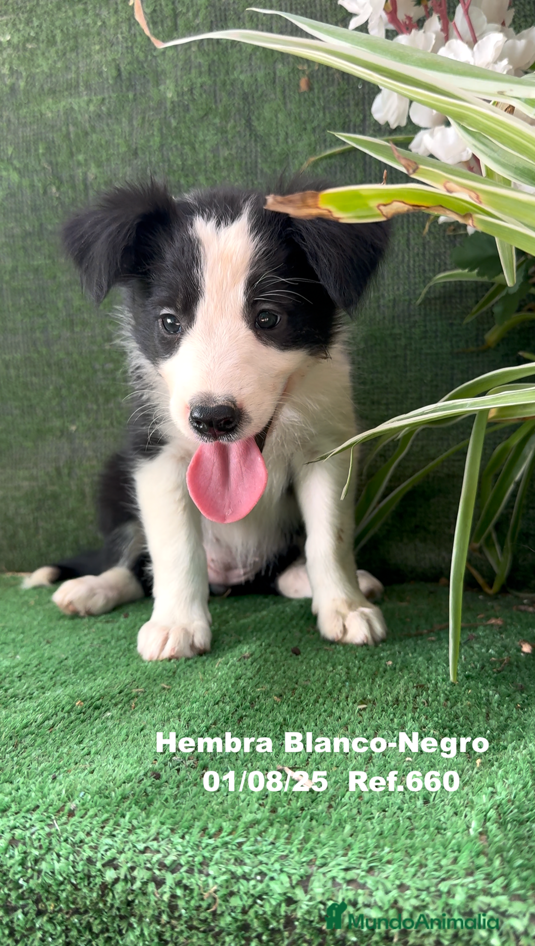 Border Collie perros en venta: Border Collie hembra - Imagen 7