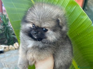Pomerania perros BEBE POMERANIA SUPER MINI - Anuncio 1