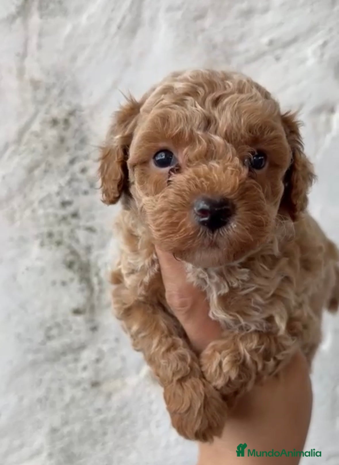 Caniche Toy perros Precioso y último macho disponible!! en Alicante - Anuncio 1