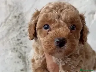 Caniche Toy perros Precioso y último macho disponible!! en Alicante - Anuncio 1