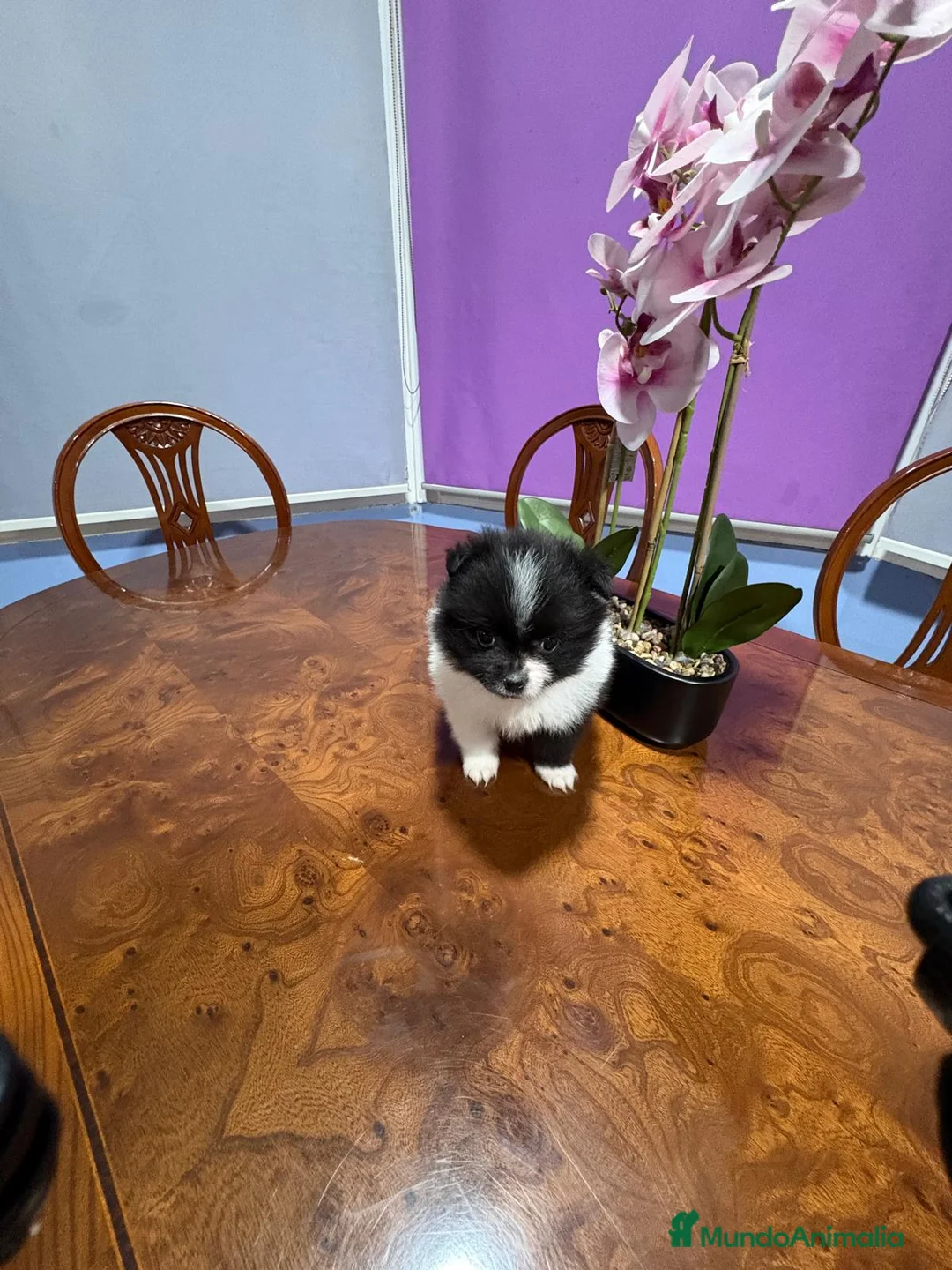 Pomerania perros en venta: Lulu Pomerania toy Party se llama Pinto - Anuncio 3