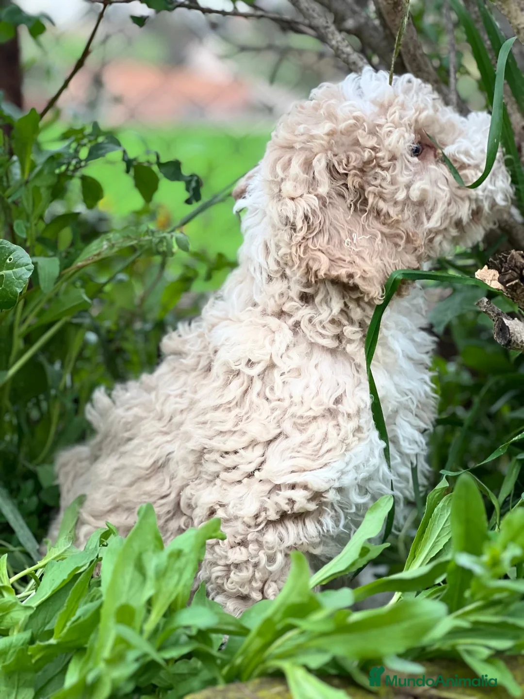 Perro de Agua Español perros en venta: PERRO DE AGUA ESPAÑOL (PDAE) en Barcelona - Anuncio 3