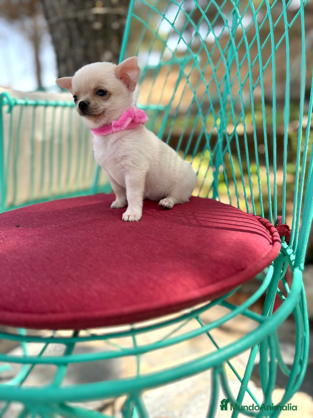 Chihuahua perros en venta: Chihuahua hembra blanca !!! - Anuncio 3