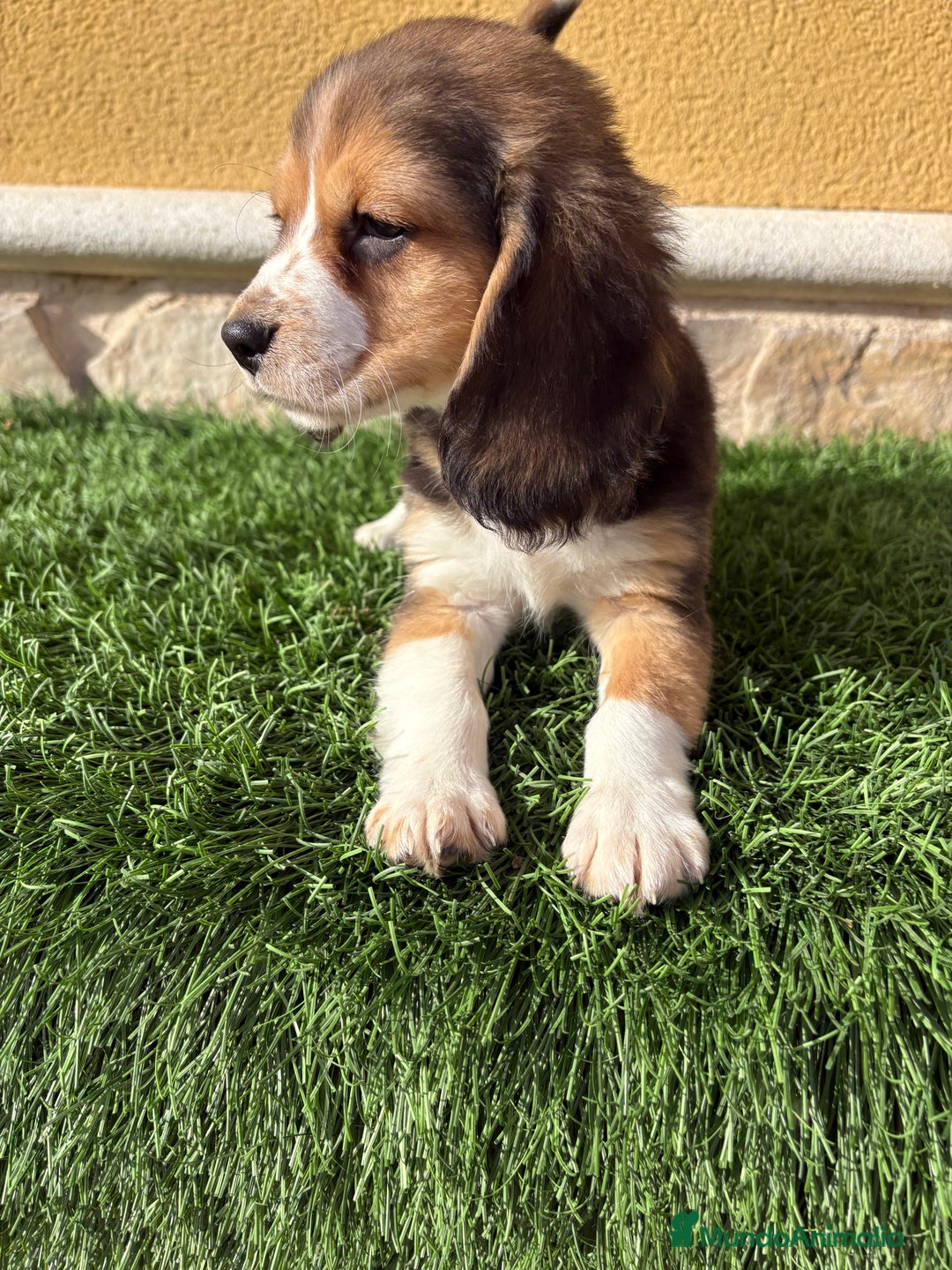 Beagle perros en venta: Espectacular cachorro de Beagle - Anuncio 26