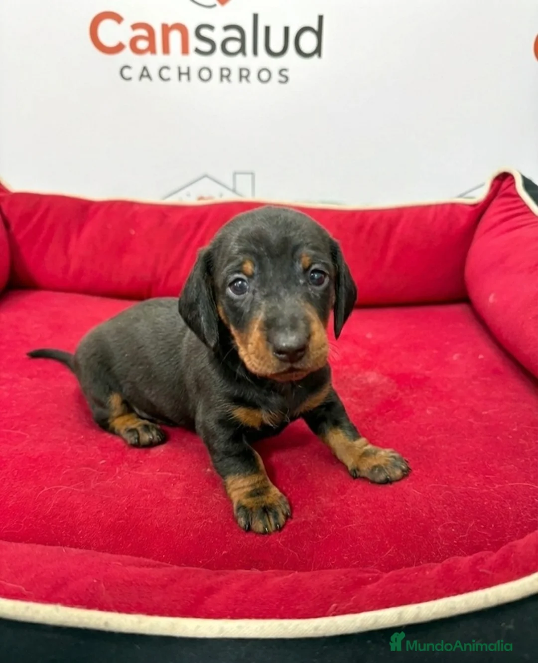 Teckel perros en venta: teckel - Anuncio 6