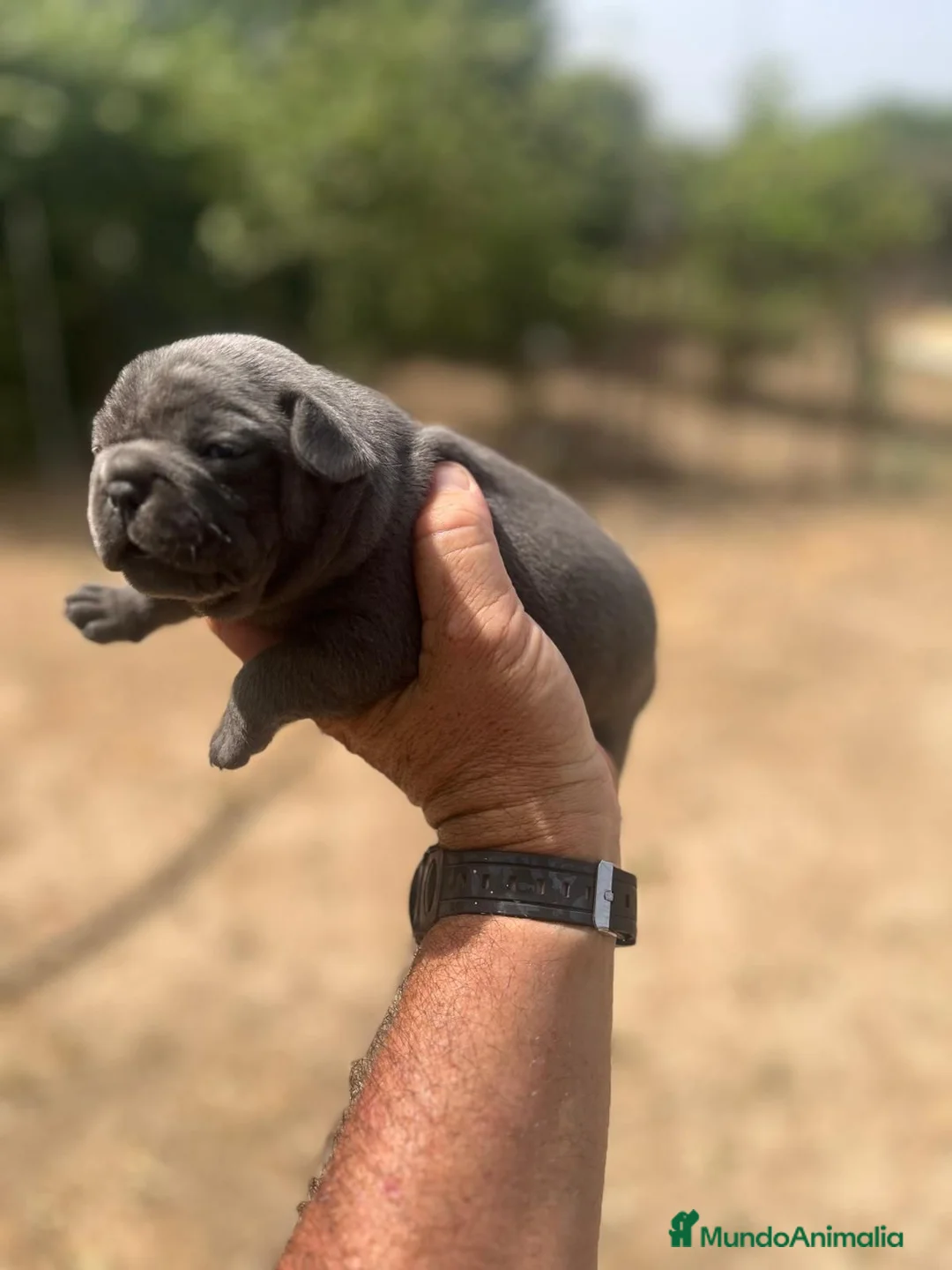 Bulldog Francés perros en venta: Bulldog frances blue - Anuncio 2