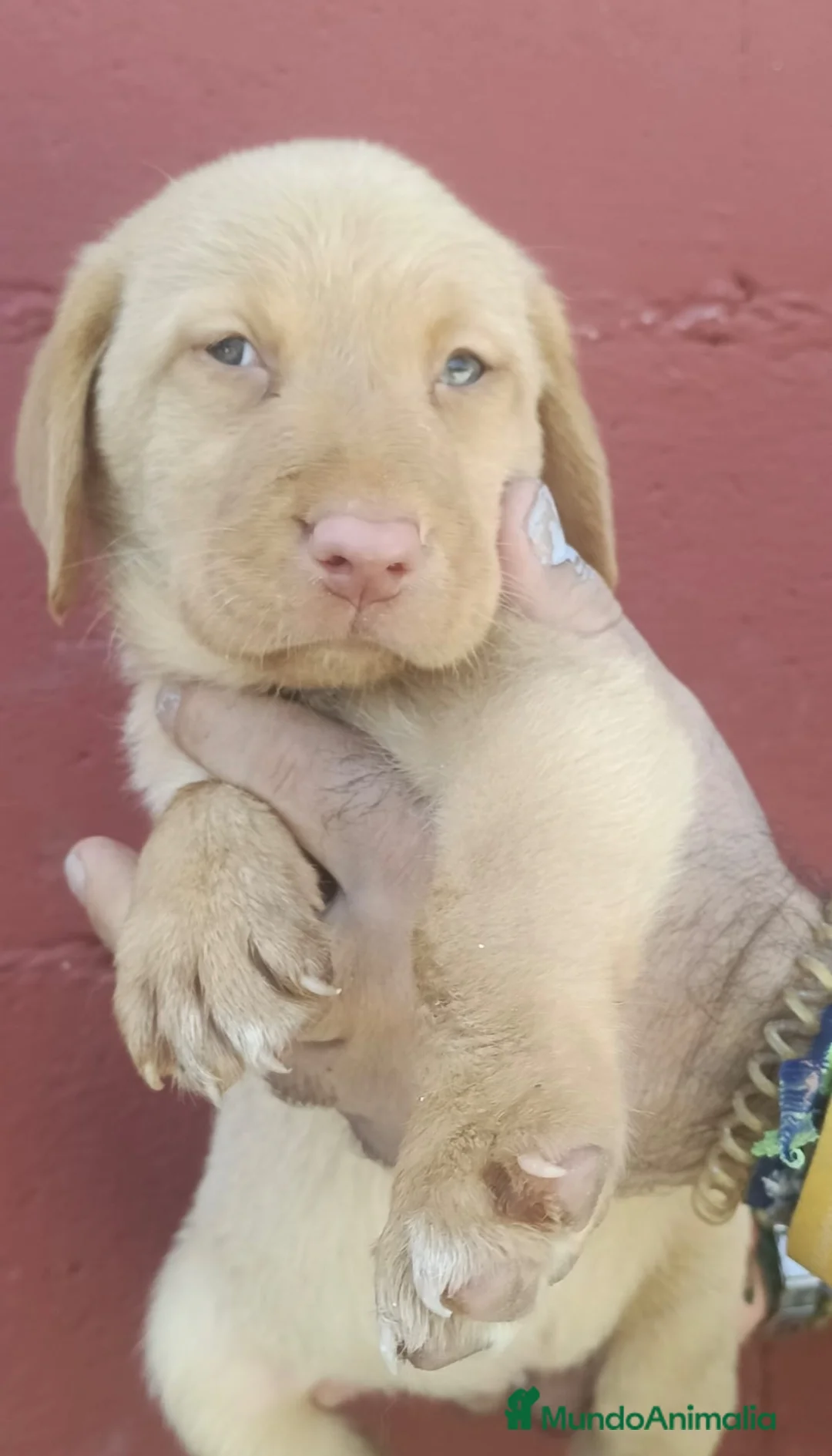 Labrador Retriever perros en venta: Labrador retriever Hembra dorada !!🐶🐾 en Málaga - Anuncio 3