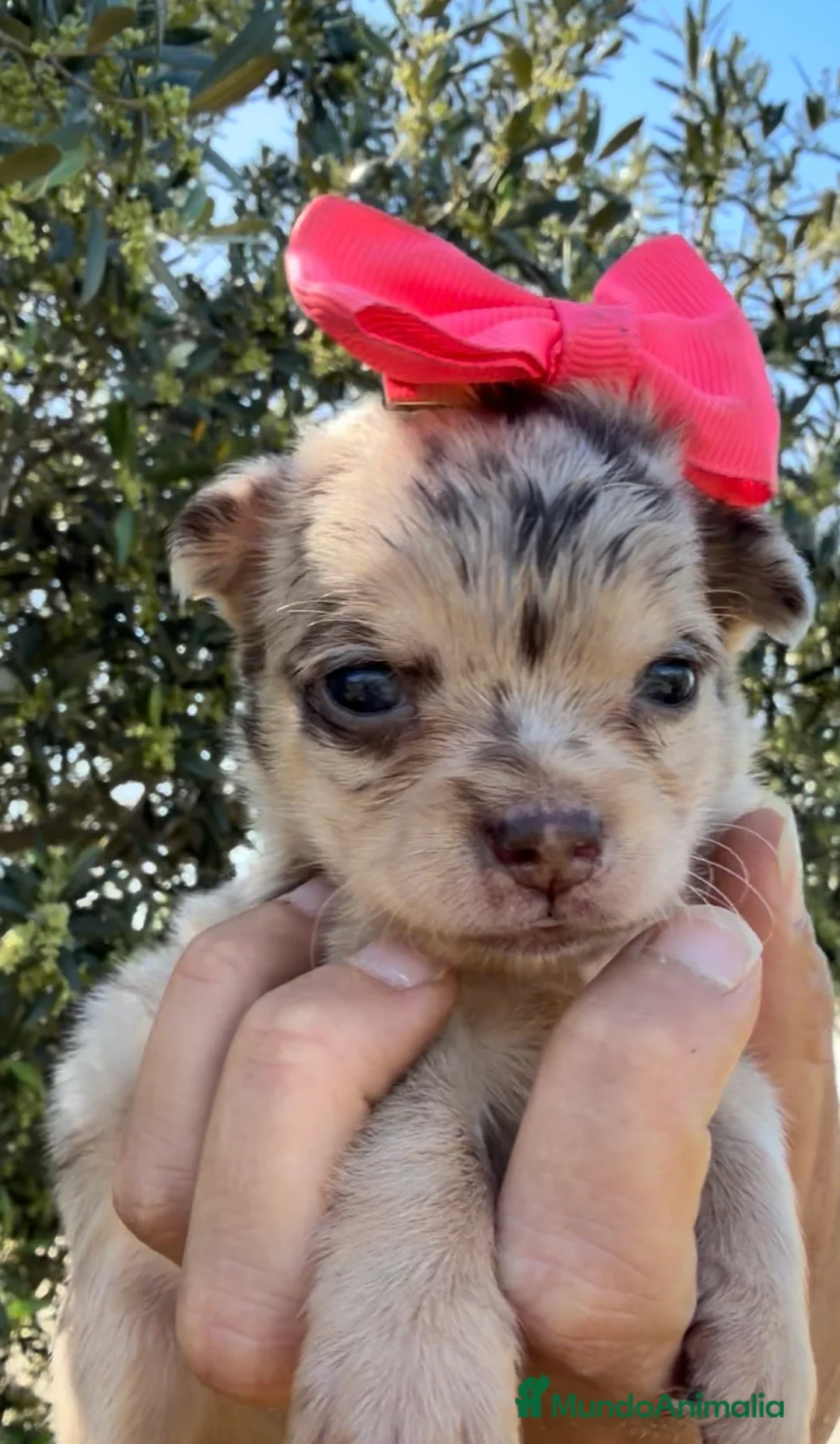 Chihuahua perros en venta: Chihuahua  - Anuncio 3