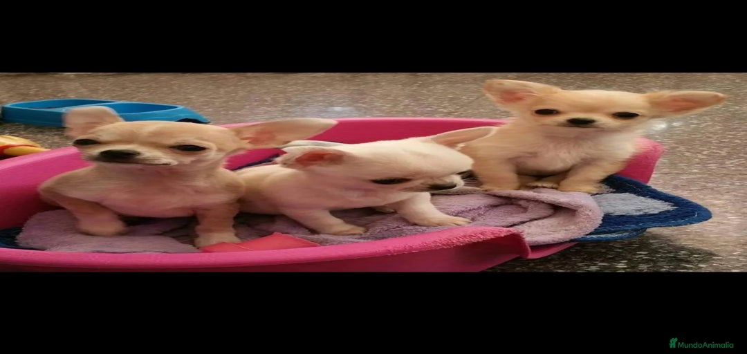 Imagen de galería {{count}}