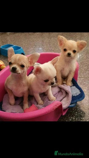 Imagen de galería {{count}}