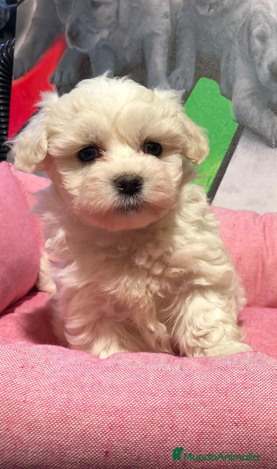Bichón Maltés perros Bichon maltes mini  - Anuncio 1