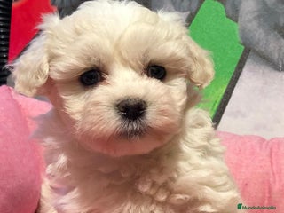 Bichón Maltés perros Bichon maltes mini - Anuncio 1