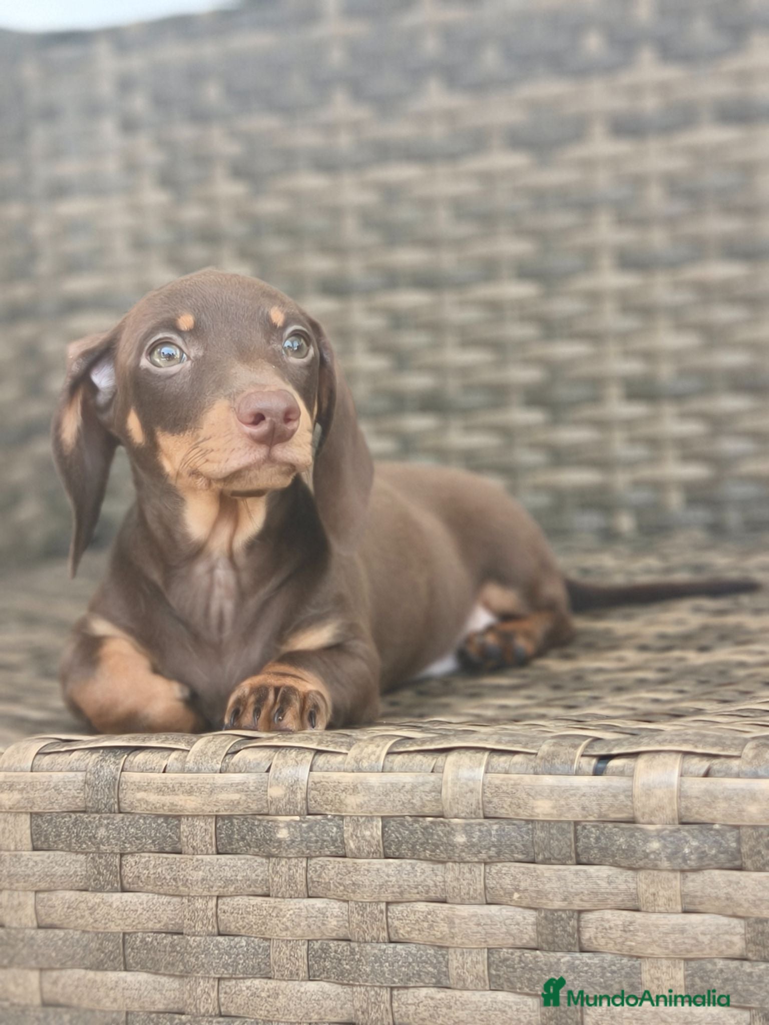 Teckel Miniatura perros Teckel Mini hembra chocolate disponible  - Anuncio 1