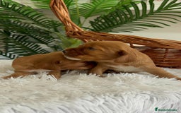 Cocker Spaniel Inglés perros en venta: COCKER SPANIEL INGLES - Imagen 10