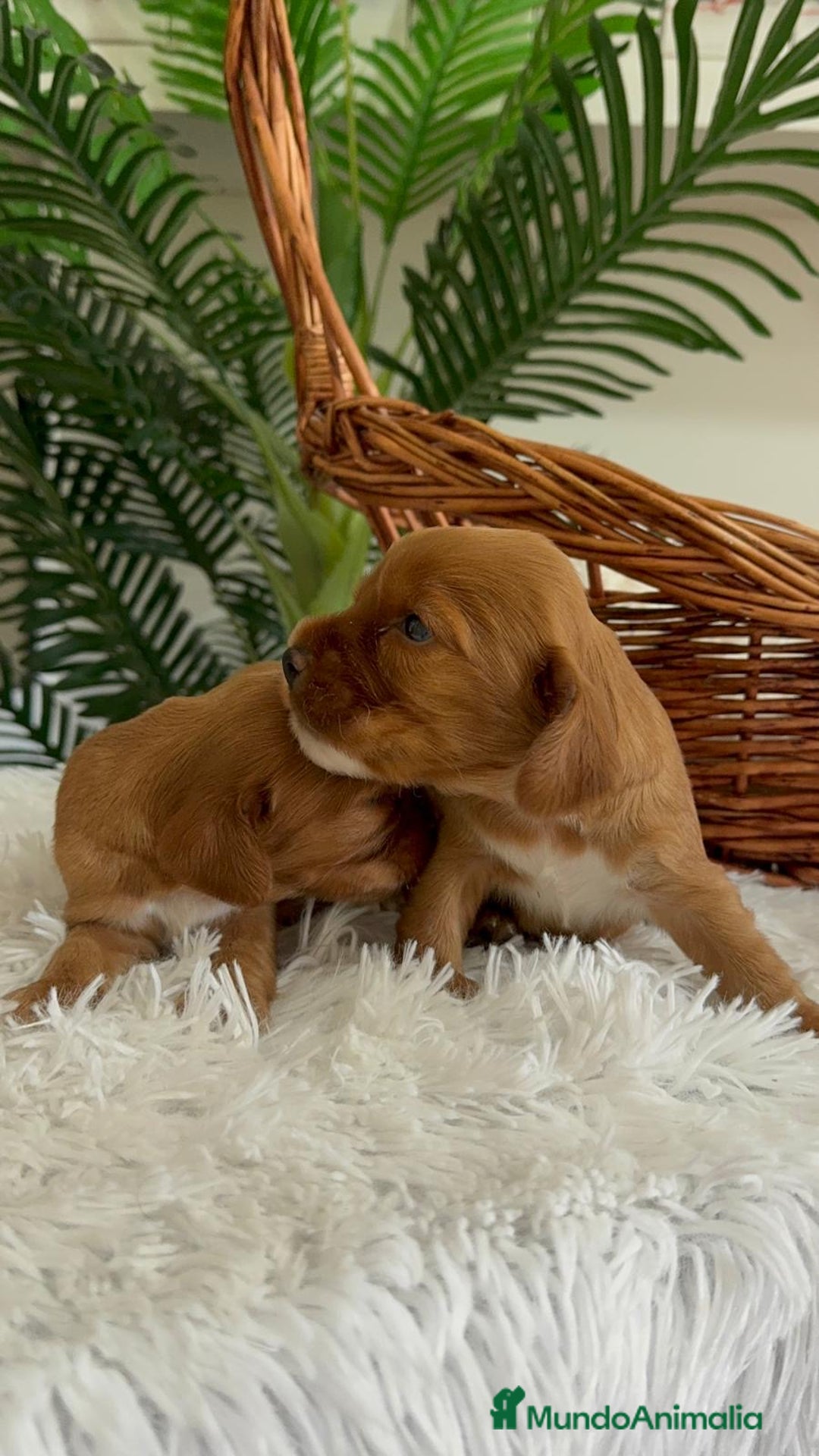 Cocker Spaniel Inglés perros en venta: COCKER SPANIEL INGLES - Imagen 10
