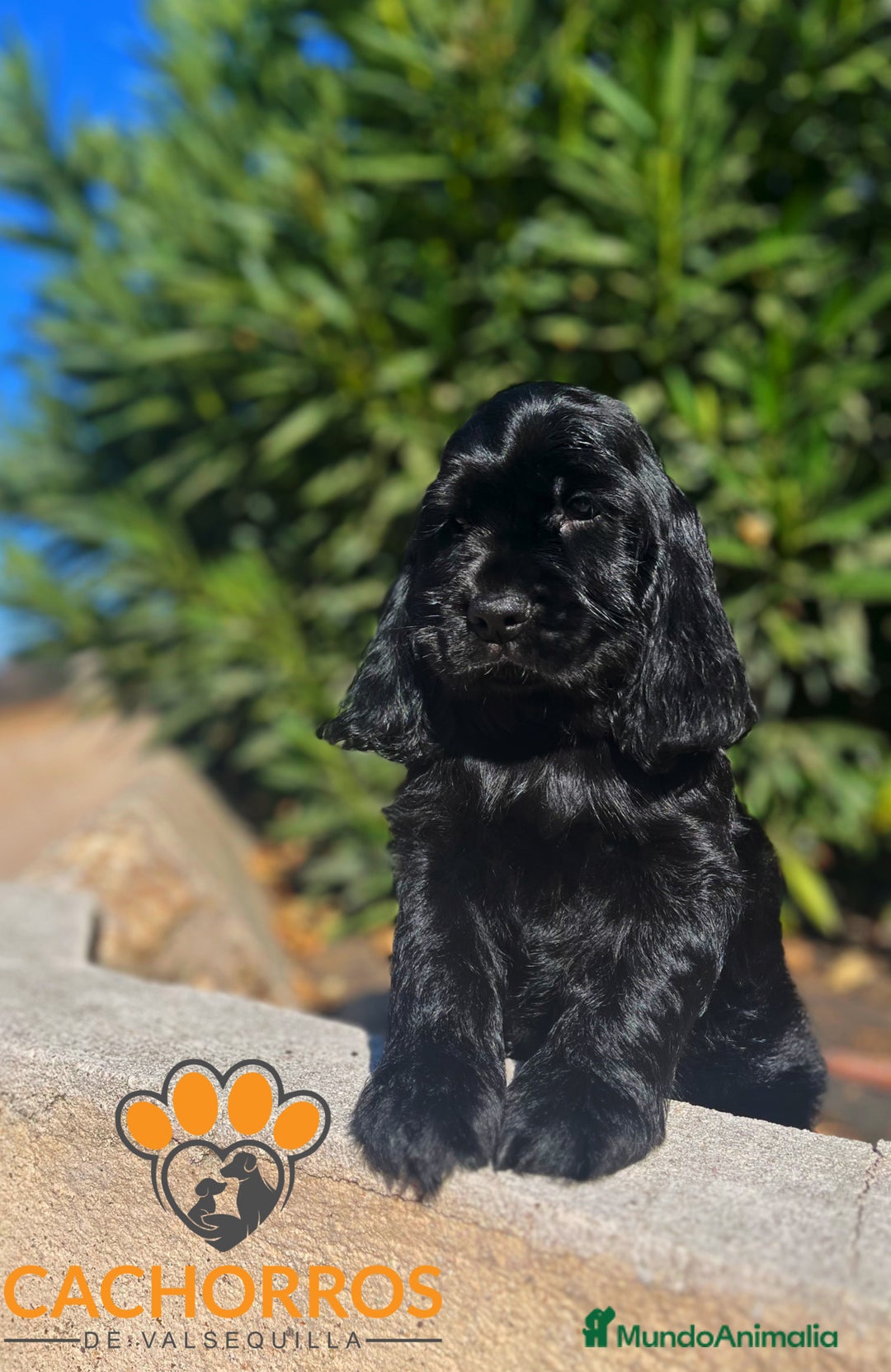 Cocker Spaniel Inglés perros en venta: Cocker negro - Imagen 1