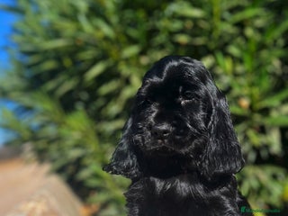 Cocker Spaniel Inglés perros - Anuncio 7