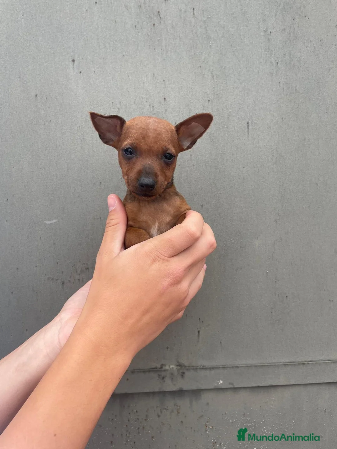 Pinscher Miniatura perros en venta: Disponible pinscher miniatura - Anuncio 2